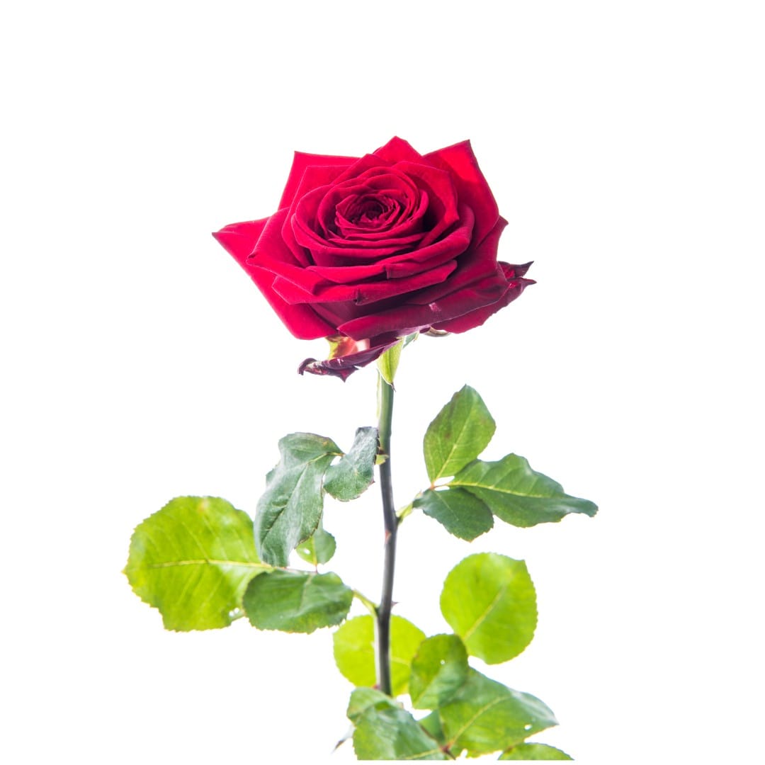 koud Winkelcentrum Uitstekend Losse rode rozen